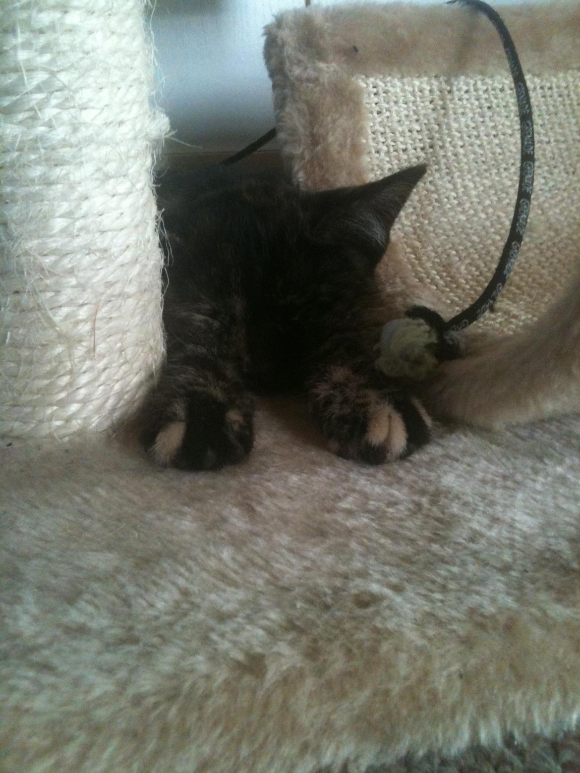 Blanding af racer Lady billede 8