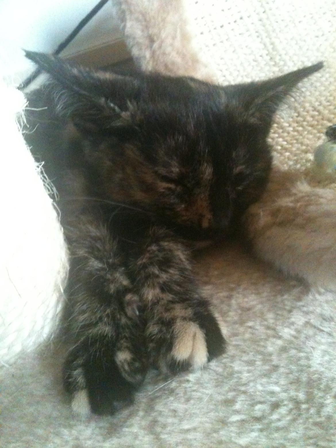 Blanding af racer Lady billede 9