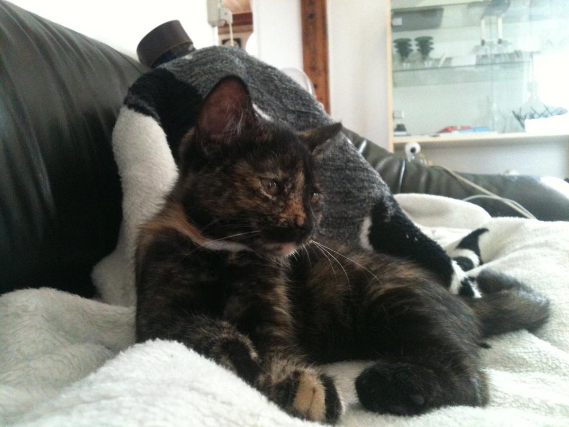 Blanding af racer Lady billede 10