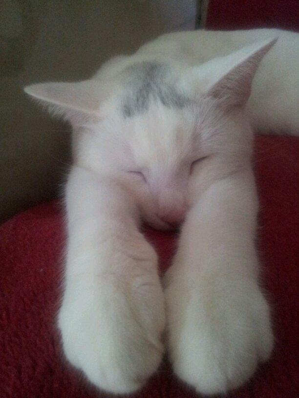 Huskat Noob billede 20