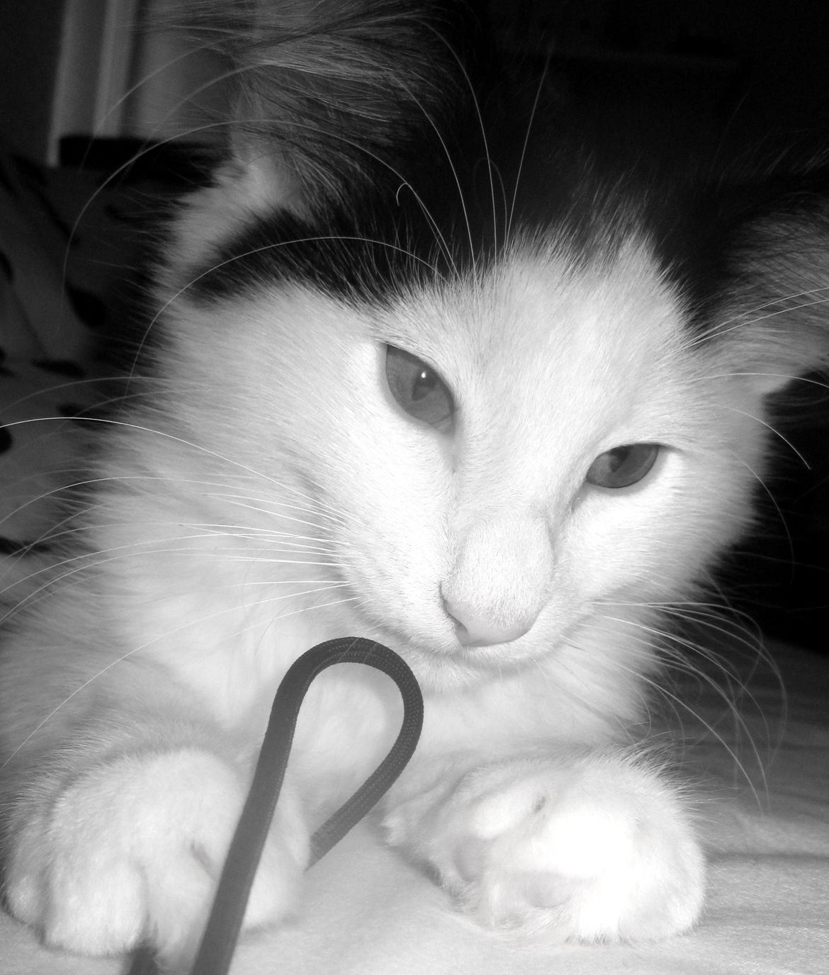 Norsk Skovkat DK Lindvig's Fellini billede 16