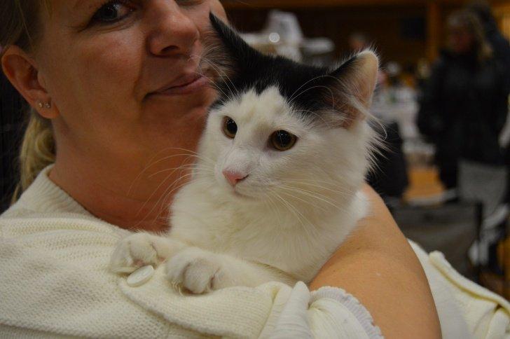 Norsk Skovkat DK Lindvig's Fellini billede 12