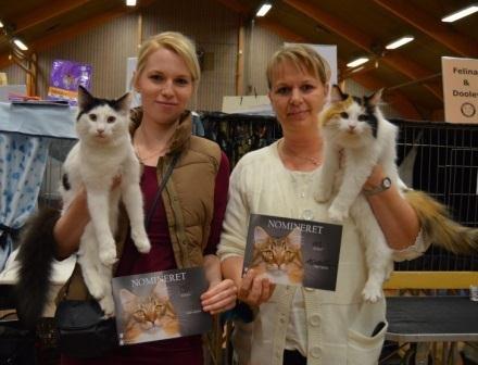 Norsk Skovkat DK Lindvig's Fellini billede 11