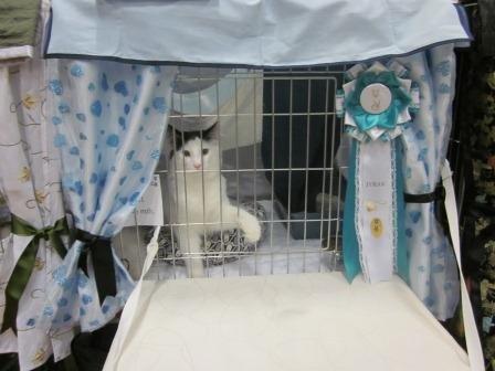 Norsk Skovkat DK Lindvig's Fellini billede 17