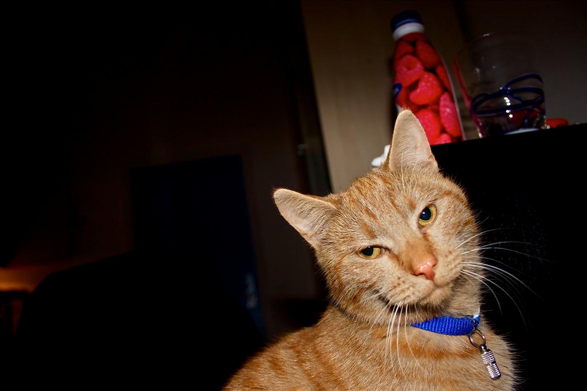 Huskat Kela "Sommersol" billede 7