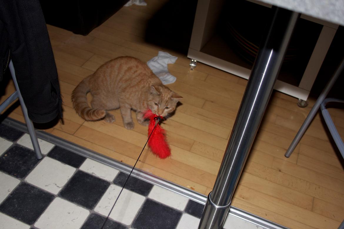 Huskat Kela "Sommersol" billede 8