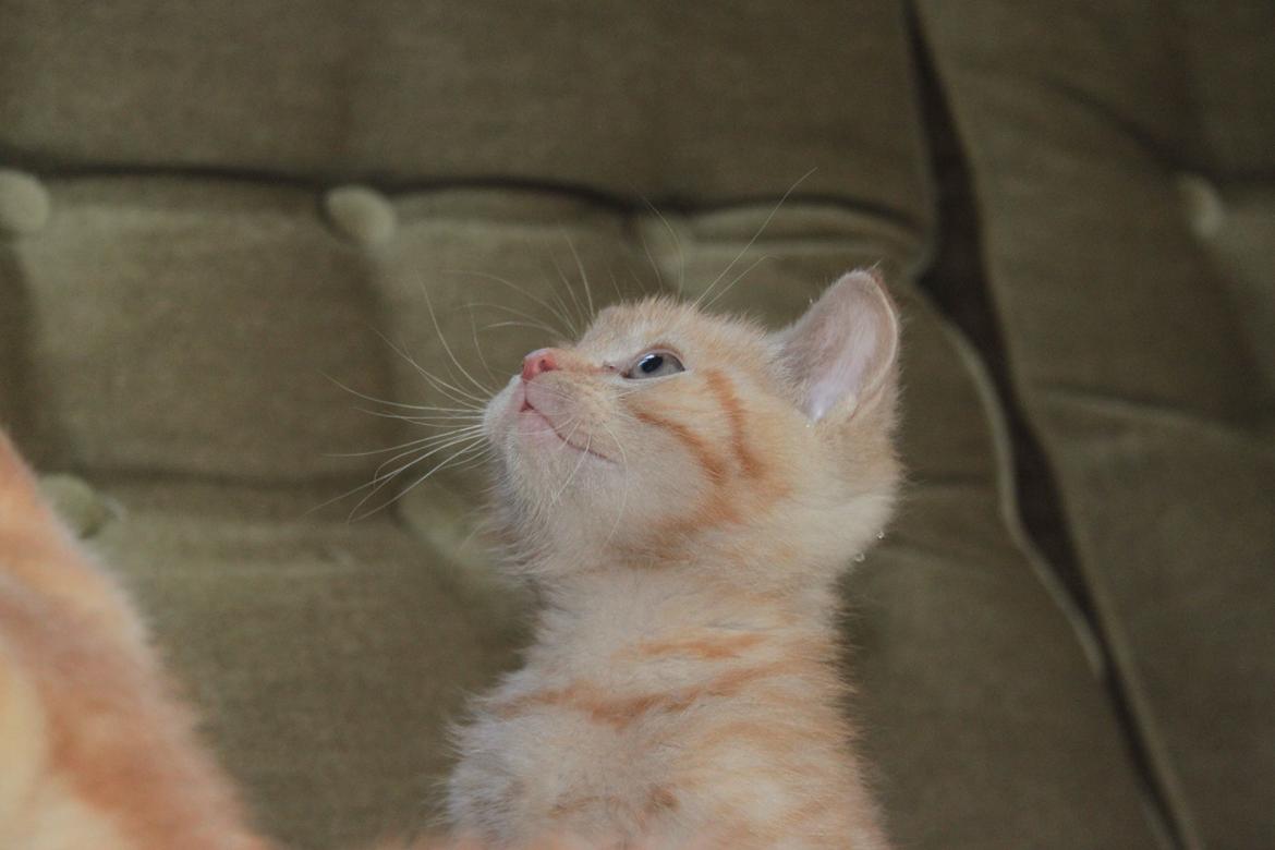 Huskat Kela "Sommersol" billede 9