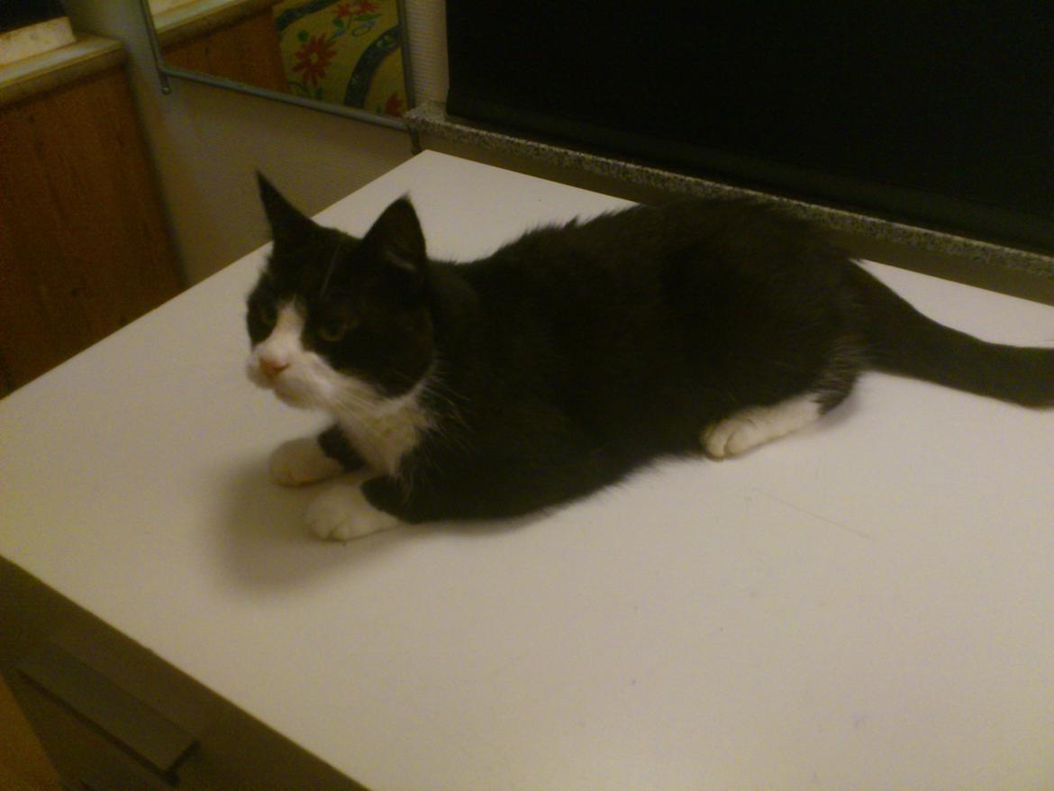 Huskat Miv billede 16