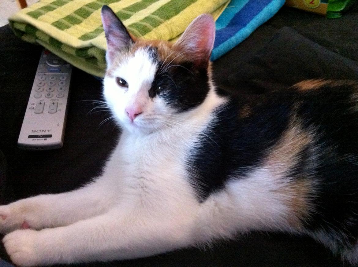 Huskat Pippy billede 3