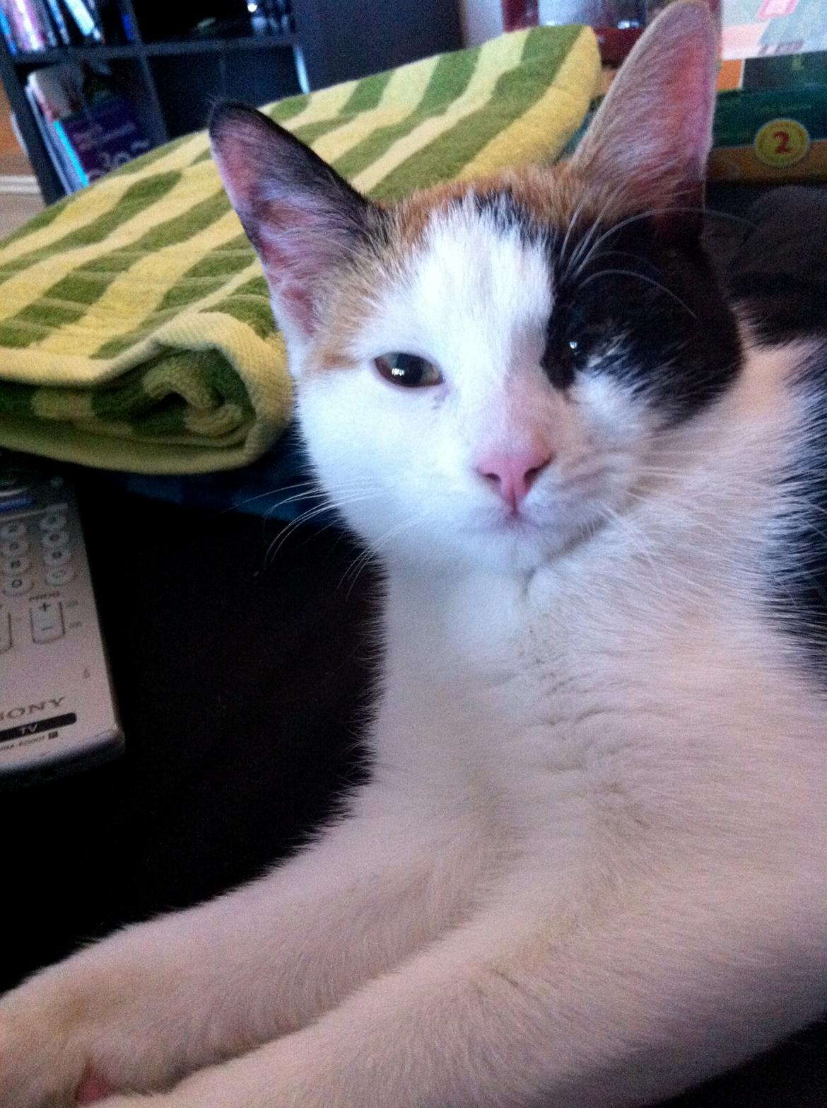 Huskat Pippy billede 9