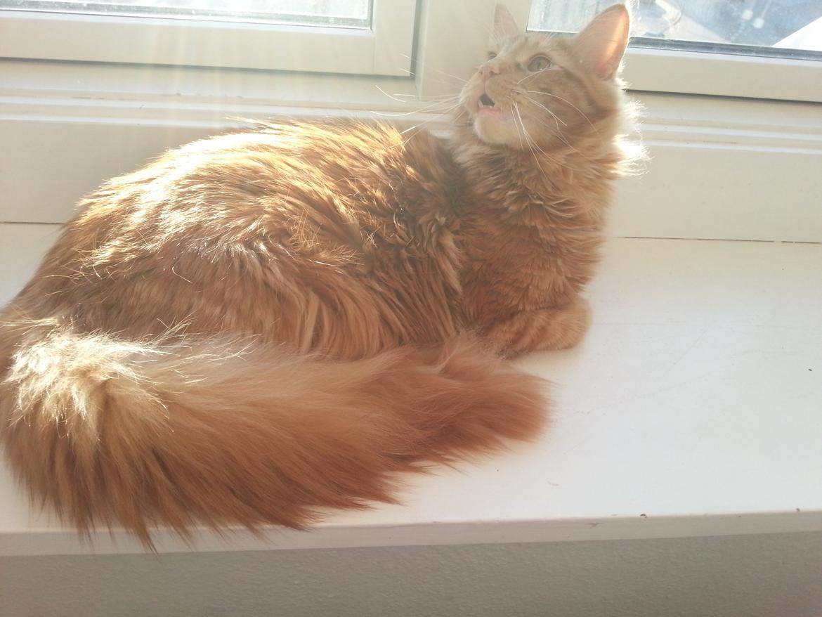 Maine Coon Abraham billede 4
