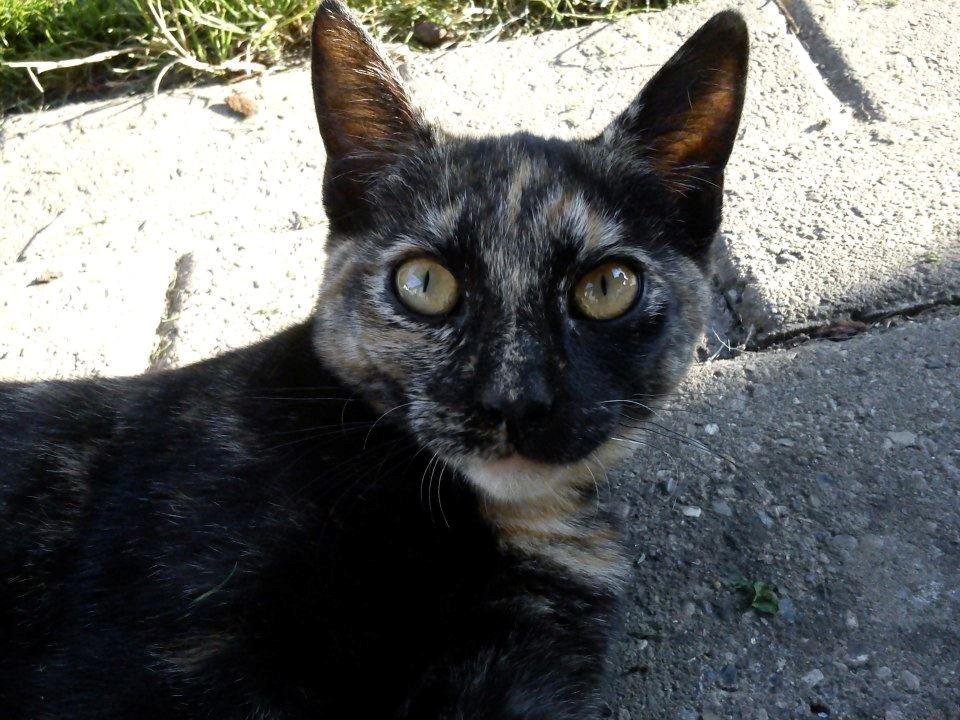 Huskat Bøllemizz billede 15