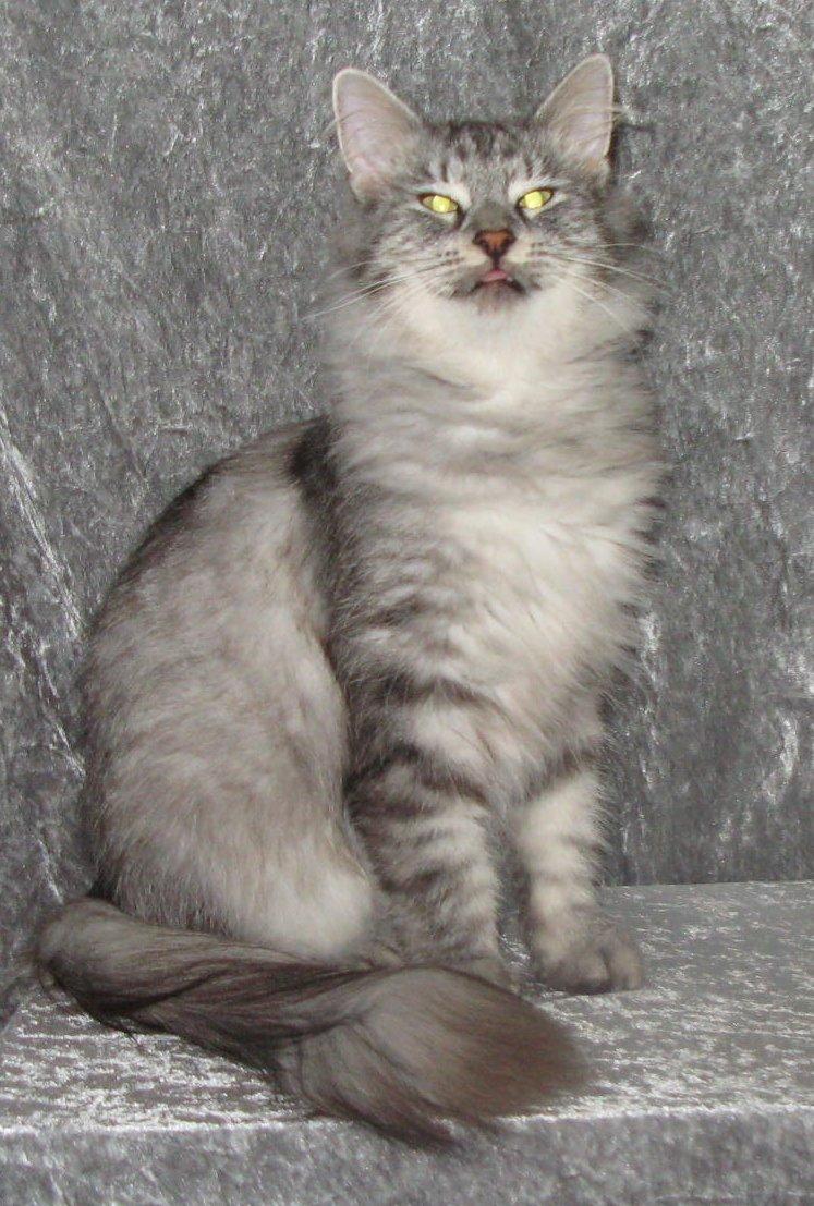 Norsk Skovkat Babette`s Mette ( Celina) R.I.P 2021 billede 8
