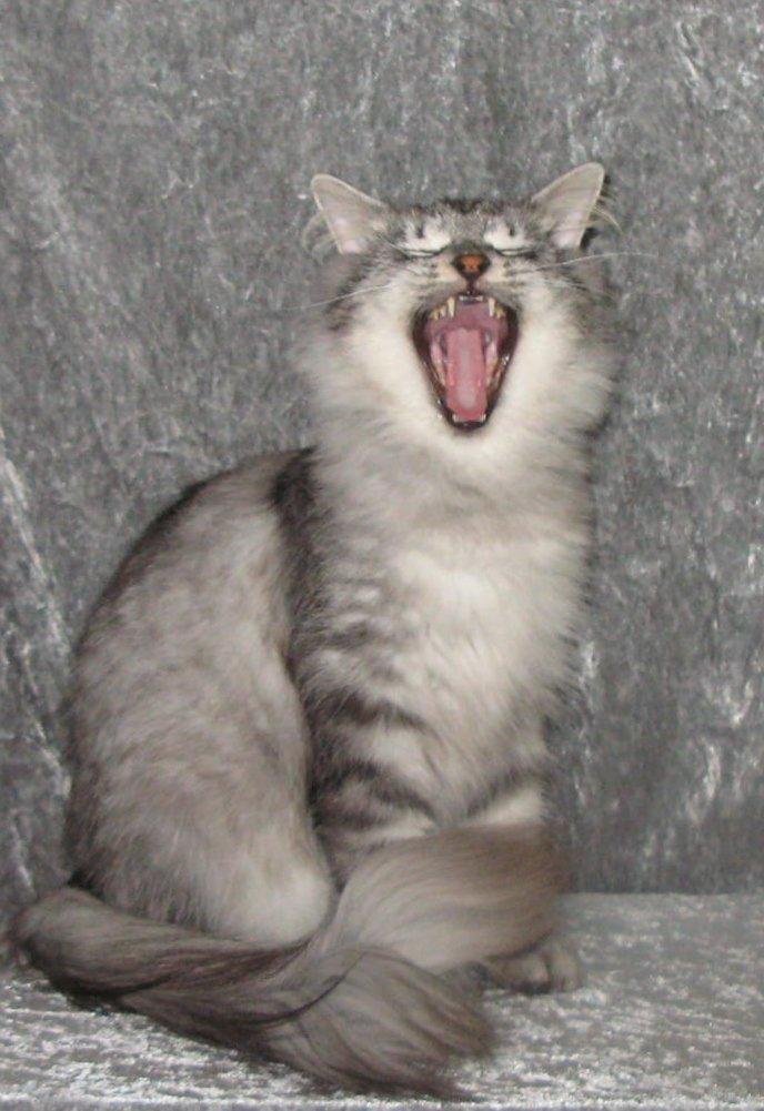 Norsk Skovkat Babette`s Mette ( Celina) R.I.P 2021 - Celina den 15-11-2012  nu været her 5 uger .  billede 5