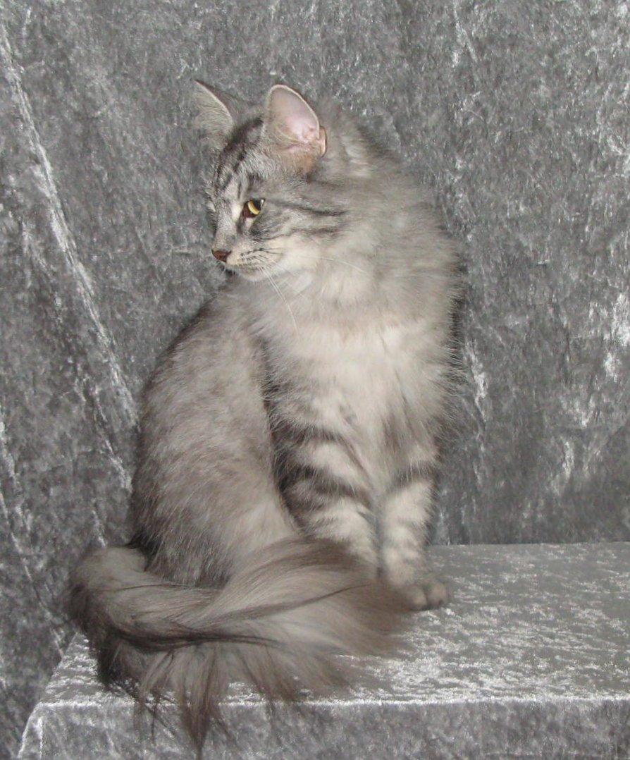 Norsk Skovkat Babette`s Mette ( Celina) R.I.P 2021 billede 7