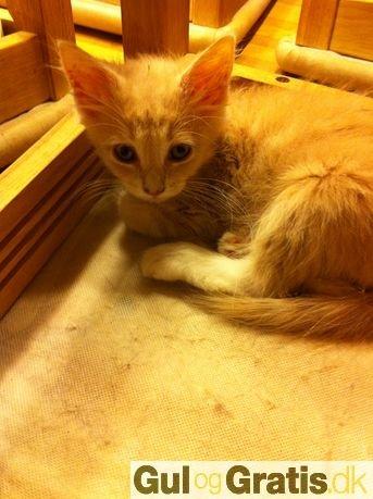 Blanding af racer Medina - billede på annoncen da vi hentede hende billede 1