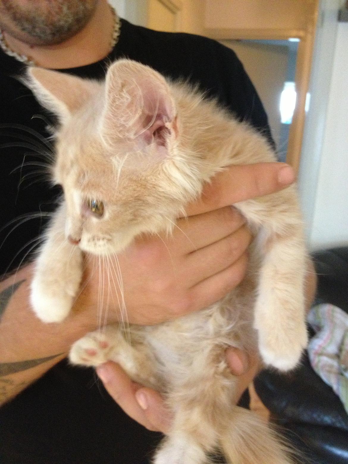 Blanding af racer Medina billede 2