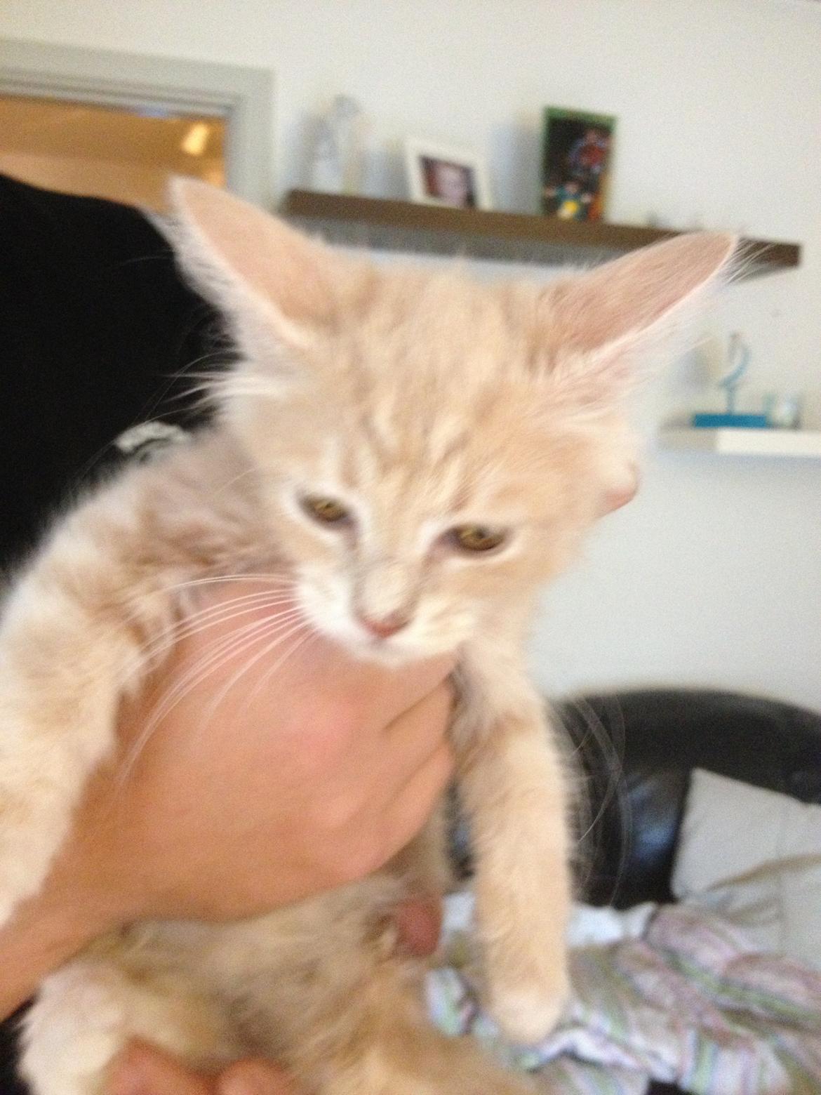 Blanding af racer Medina billede 3