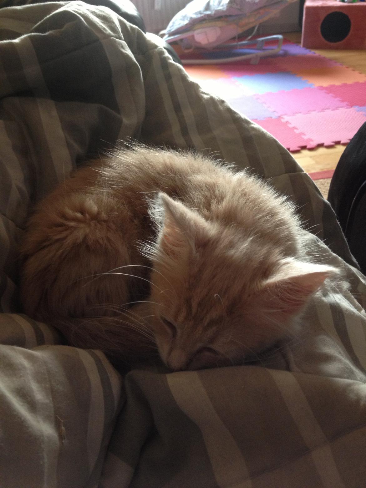 Blanding af racer Medina billede 4