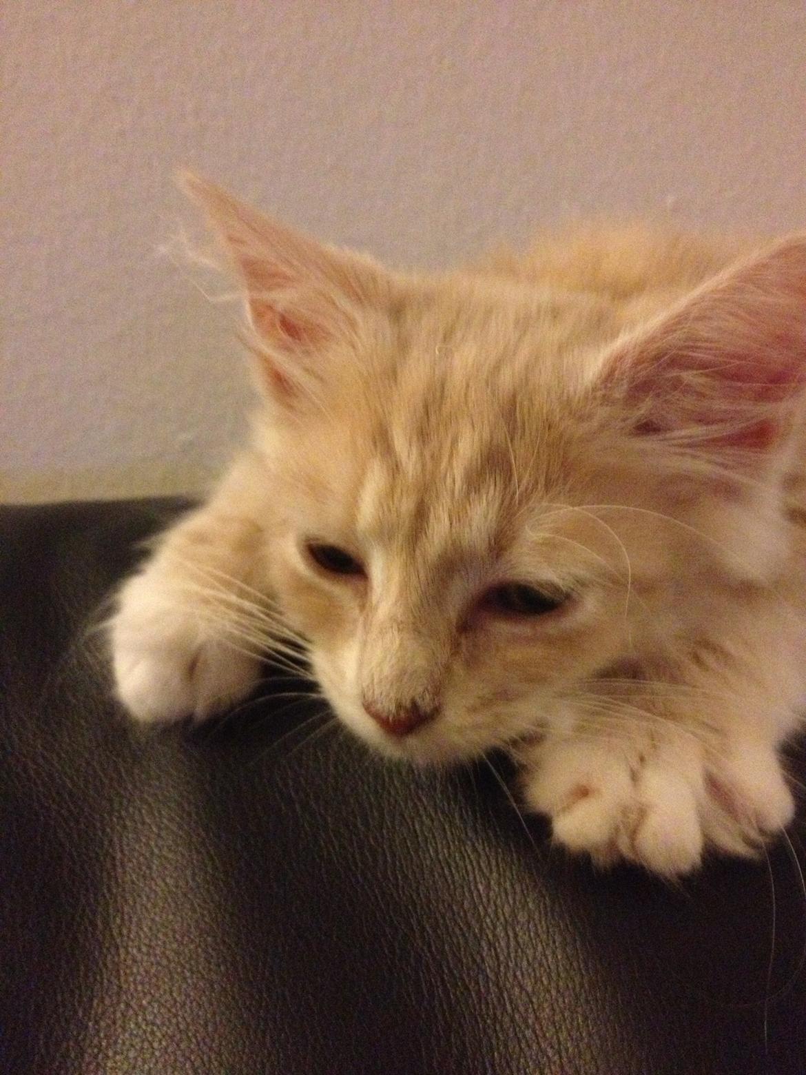 Blanding af racer Medina billede 5