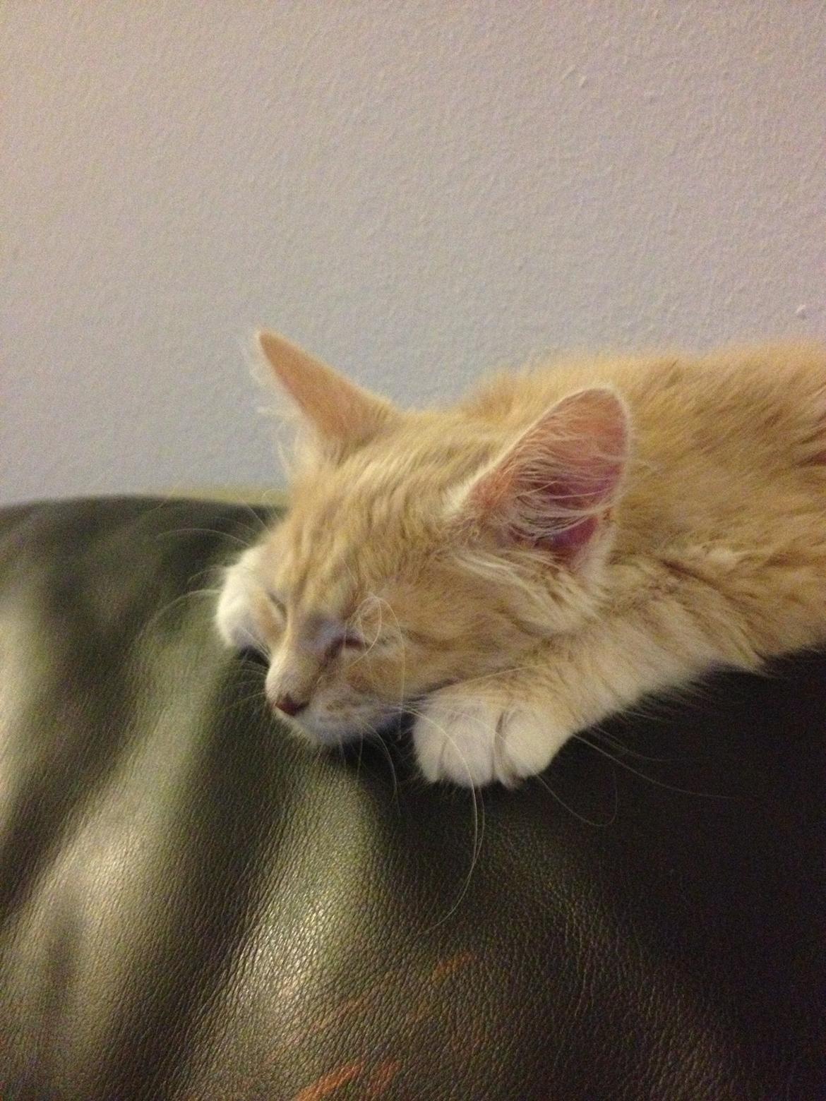 Blanding af racer Medina billede 6