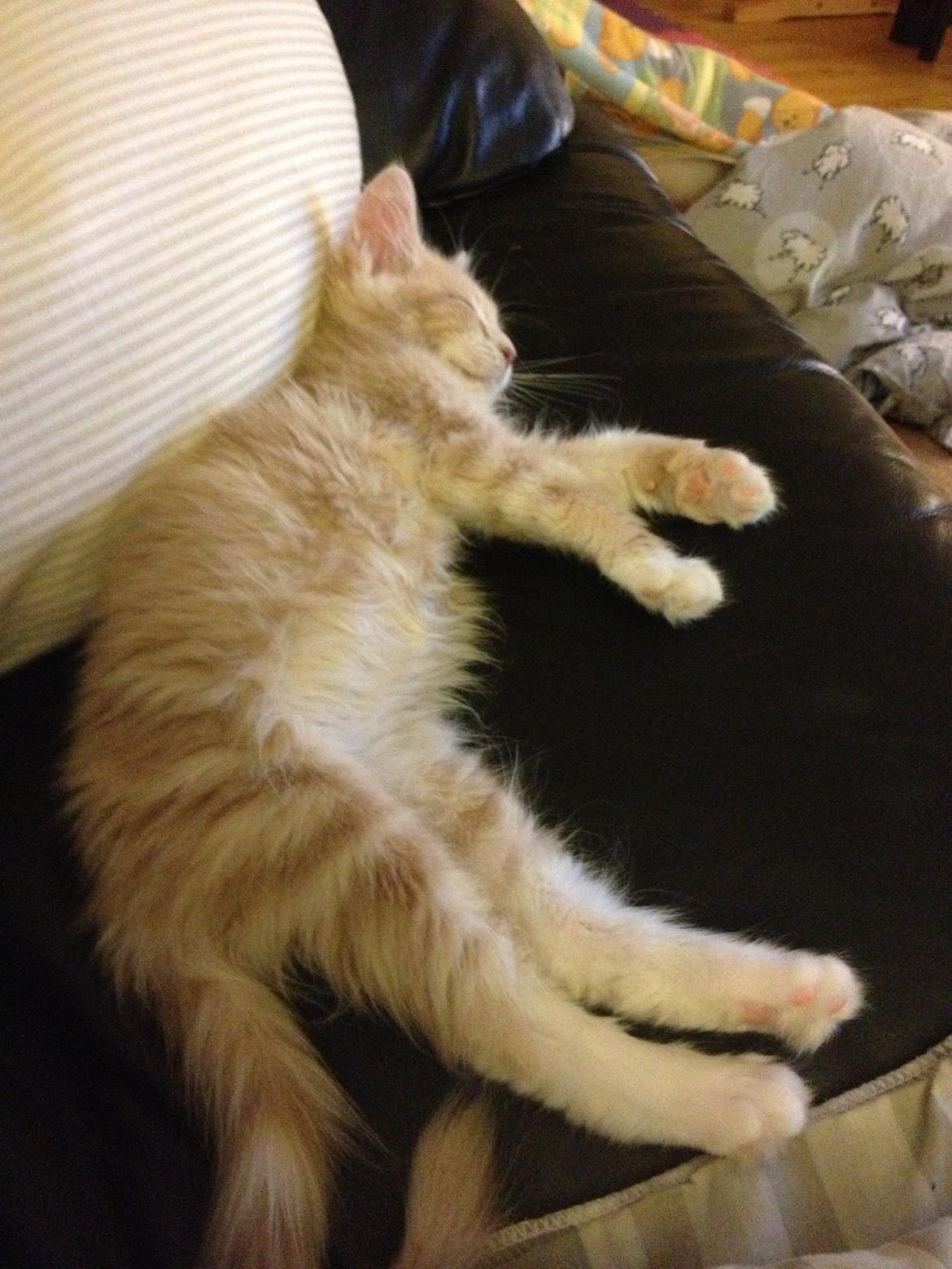 Blanding af racer Medina - får lige en slapper på sofaen med mor billede 7