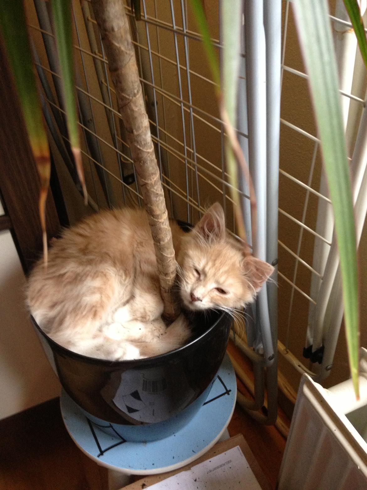 Blanding af racer Medina - heeej her sover jeg da godt ik ? billede 8