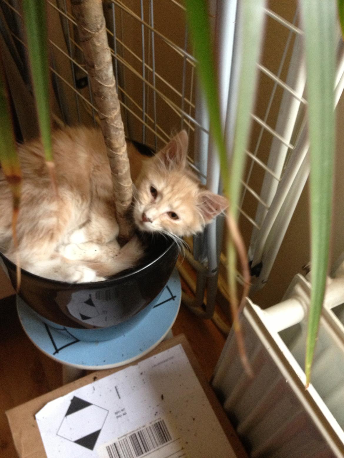 Blanding af racer Medina billede 9