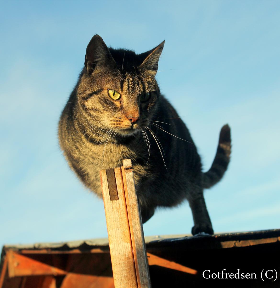 Blanding af racer Loui billede 3