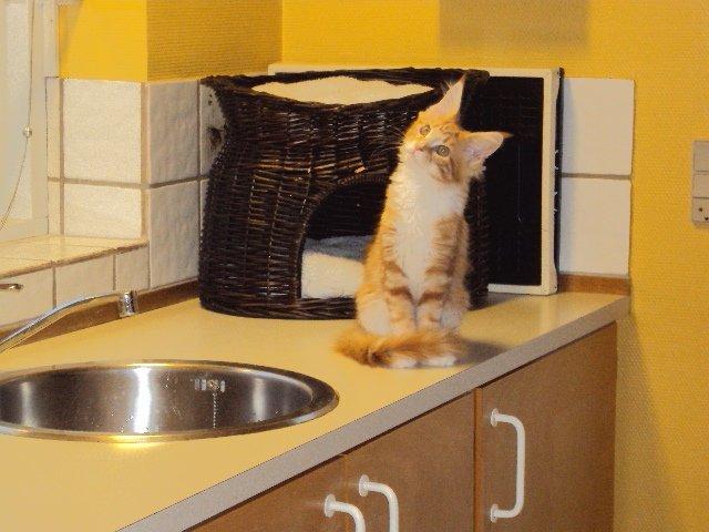 Maine Coon DK Snowshy´s Let it be billede 1