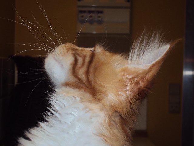 Maine Coon DK Snowshy´s Let it be billede 2