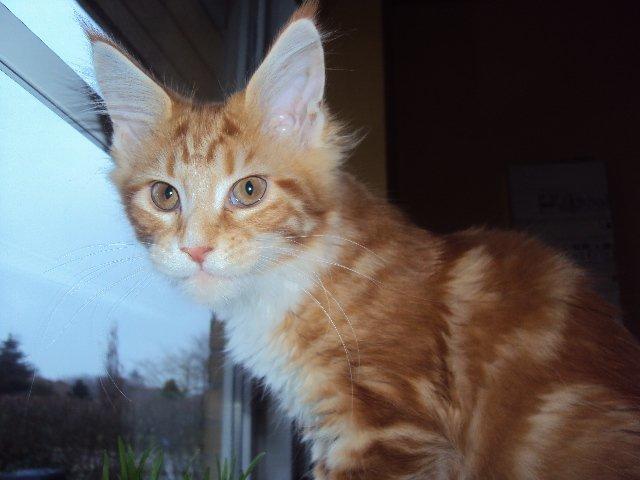 Maine Coon DK Snowshy´s Let it be billede 3