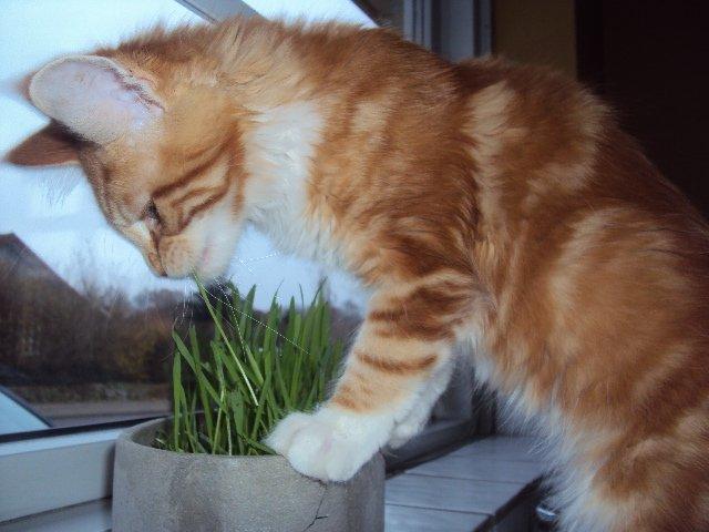 Maine Coon DK Snowshy´s Let it be billede 4