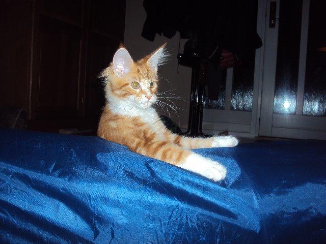 Maine Coon DK Snowshy´s Let it be billede 5