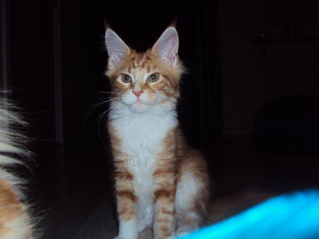 Maine Coon DK Snowshy´s Let it be billede 6