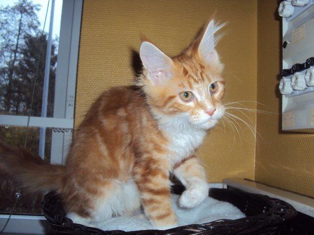 Maine Coon DK Snowshy´s Let it be billede 7