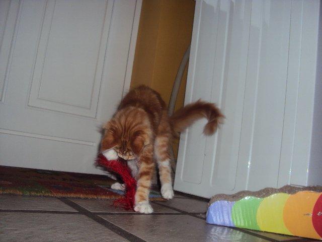 Maine Coon DK Snowshy´s Let it be billede 8