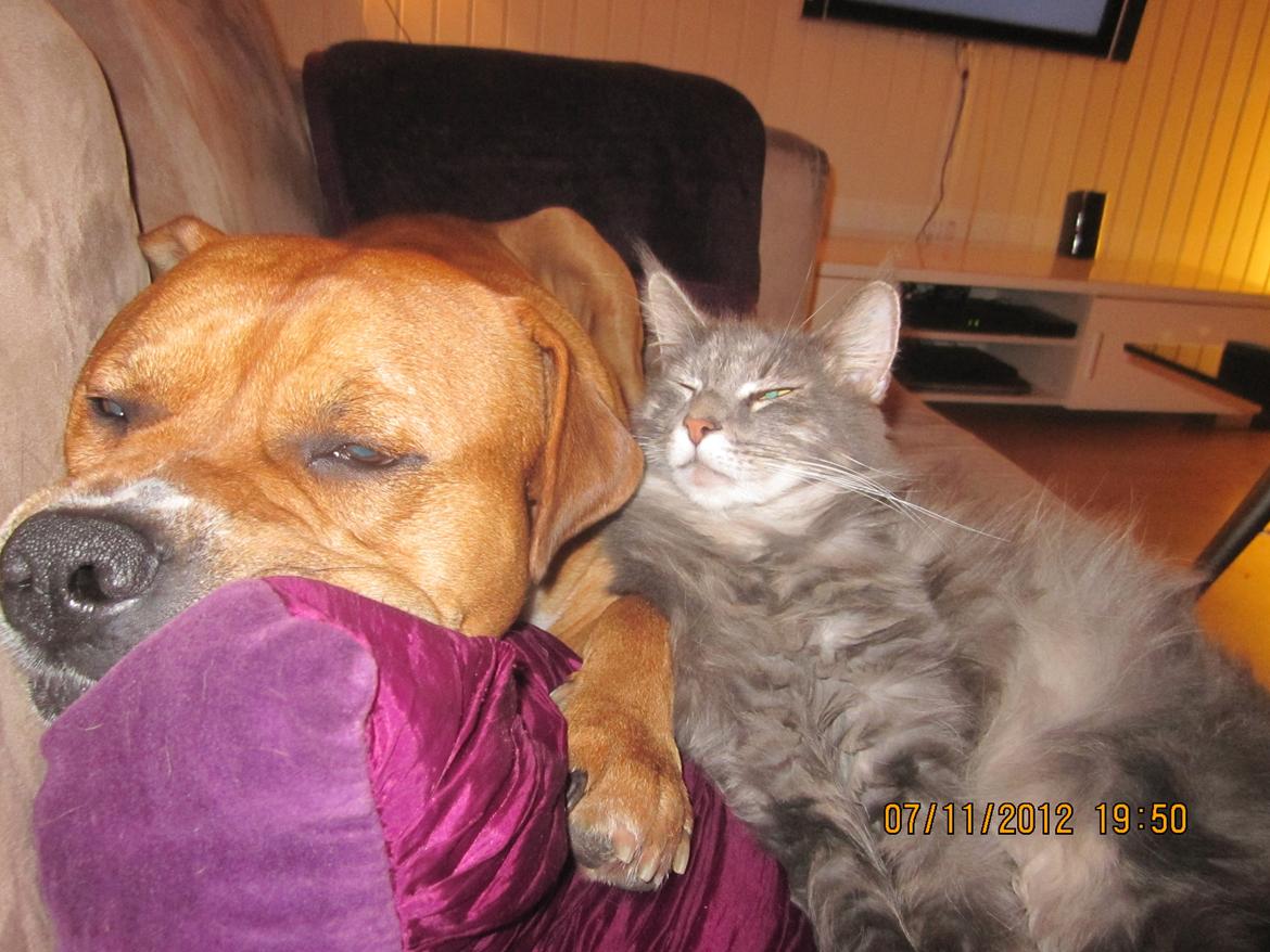 Maine Coon Bobby (hvil i fred <3) - Bobby og Cash (: billede 28