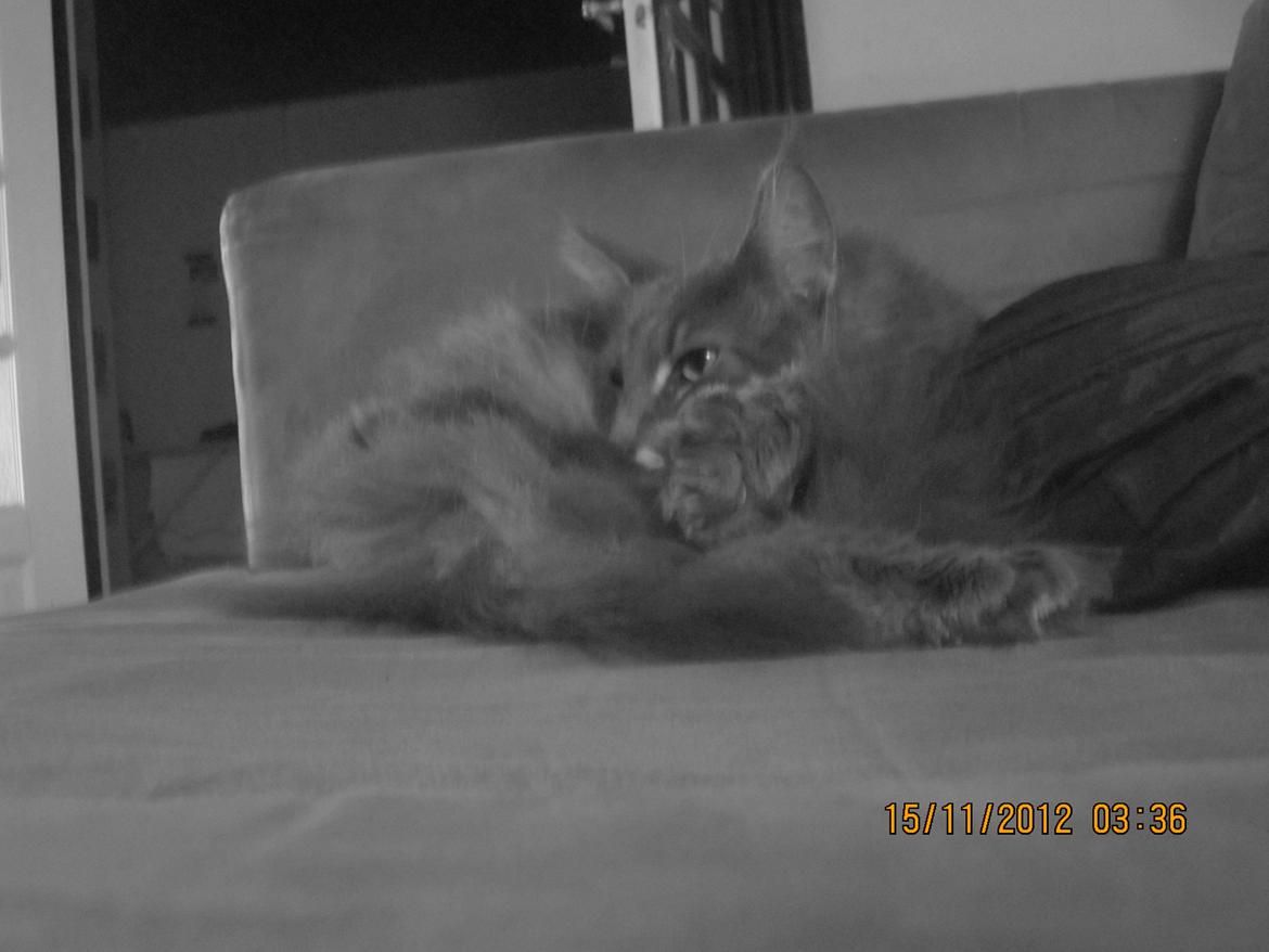 Maine Coon Bobby (hvil i fred <3) - smukke mis (: <3 billede 29