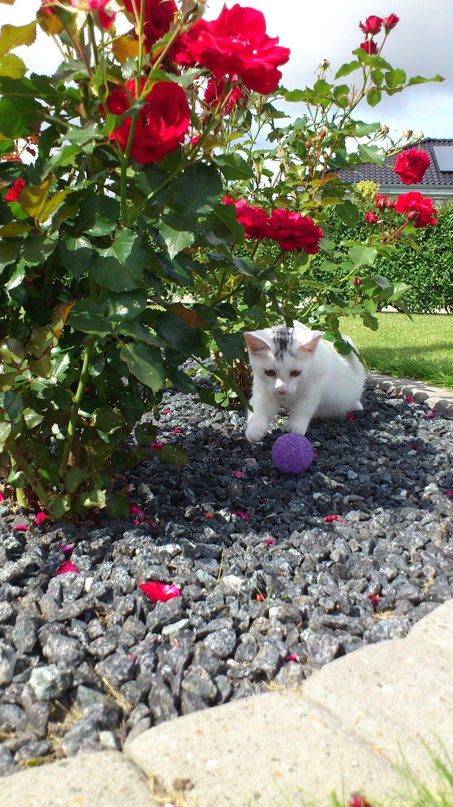 Huskat Pjerret - det er min dejlige søde kat PJERRET<3 billede 1