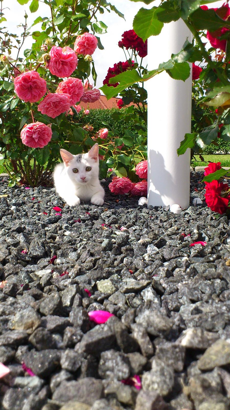 Huskat Pjerret - ude ved de smukke roser billede 2