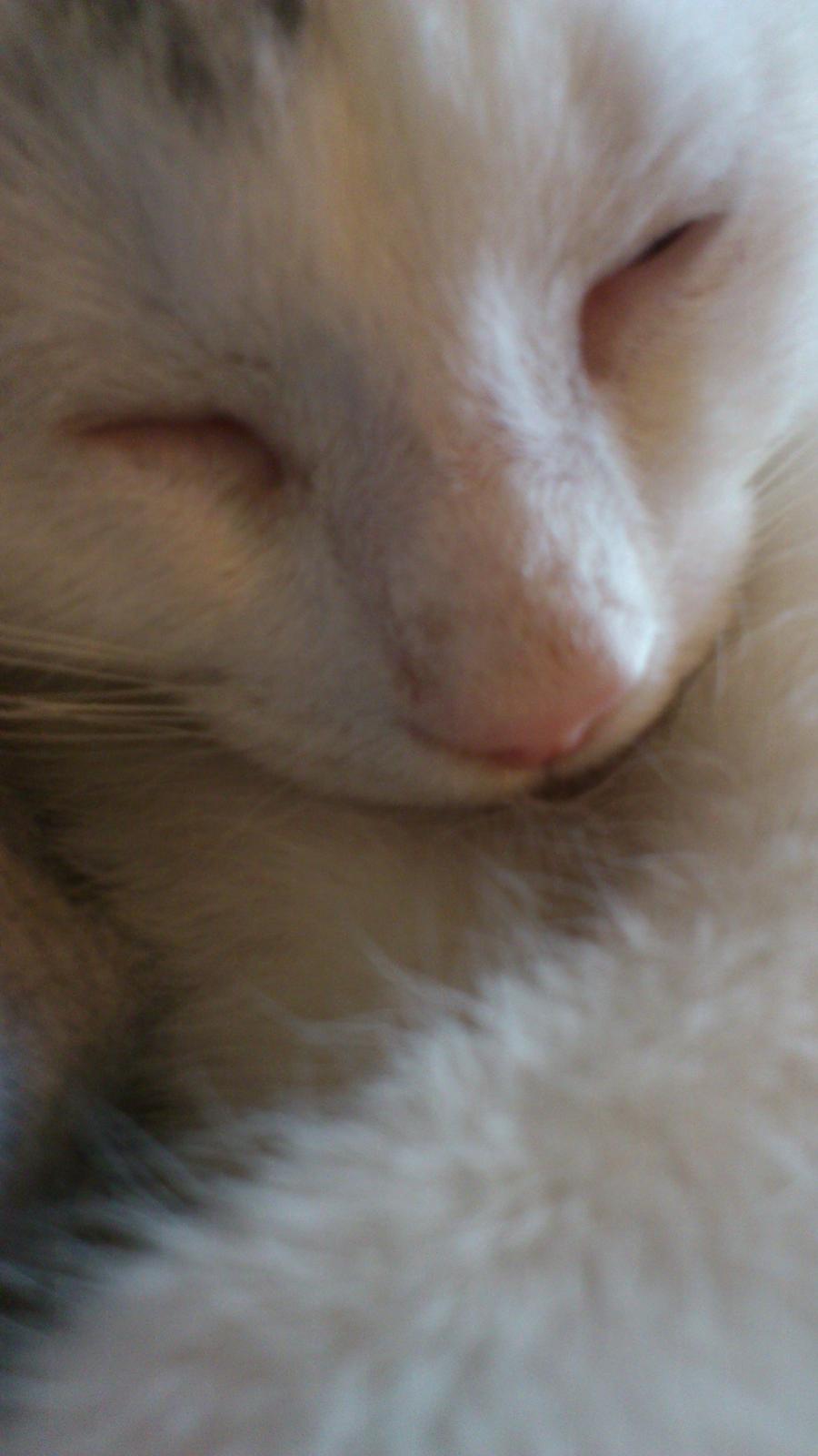 Huskat Pjerret - Nårrrrhhhh billede 3