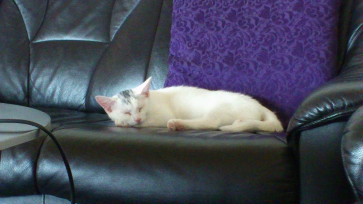 Huskat Pjerret - ZzzzzZZZZZzzzzzzzz billede 4