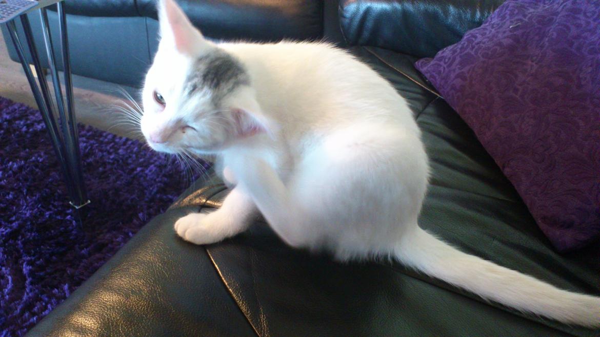 Huskat Pjerret - arrg det klør det klør:) billede 5