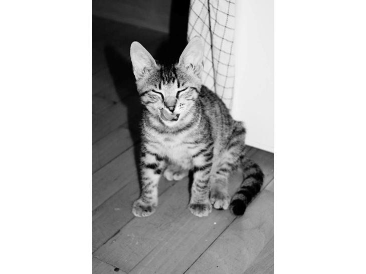 Huskat Felix Rex (himmelkat) - 19 uger. billede 1