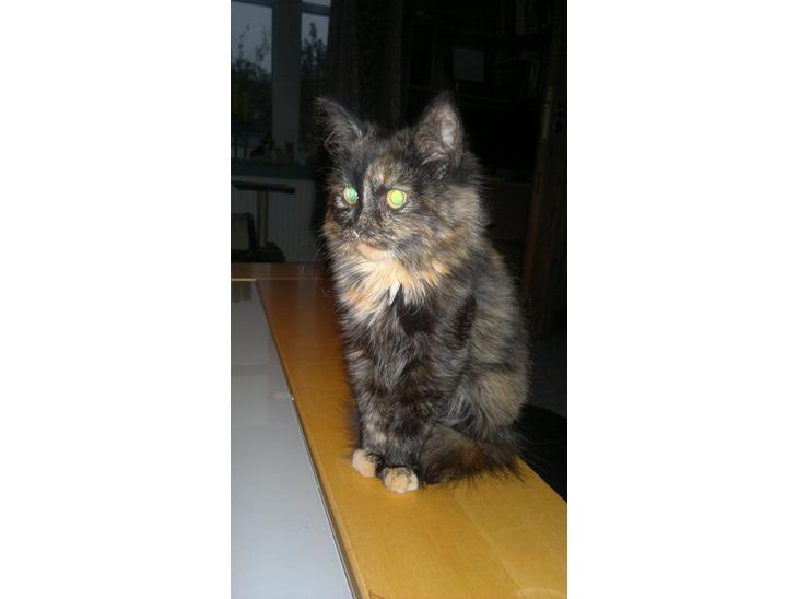 Blanding af racer Sofie (Fie) billede 1