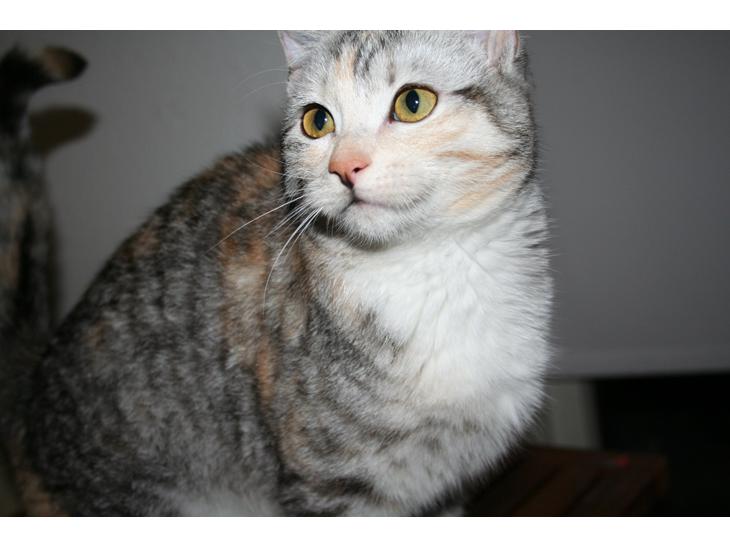 Huskat Silver billede 1