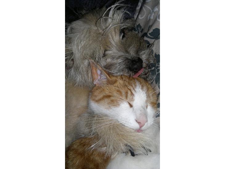 {{currentPhoto.altText}} billede {{currentPhoto.number}}