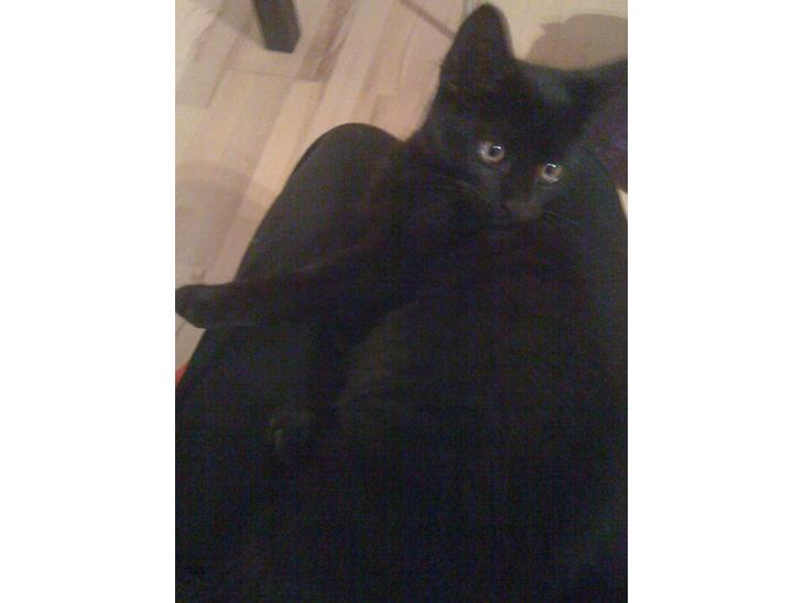 Huskat Tinkerbell billede 1