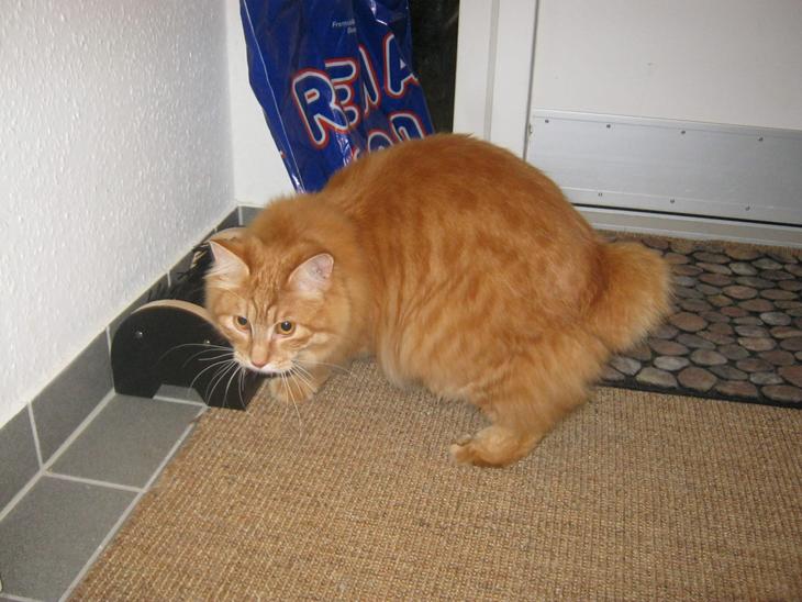 Kurilean Bobtail Pumelle´s Thomas O´Malley = Røde billede 2